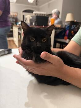 Void -  Domestic Short Hair Cat for Adoption in Camden, South Carolina - Void | PetCurious