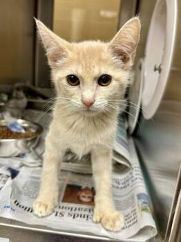 Latte -  Domestic Short Hair Cat for Adoption in Wichita, Kansas - Latte | PetCurious