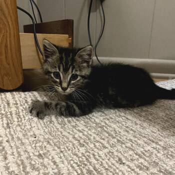 Ross -  American Shorthair Cat for Adoption in Helena, Alabama - Ross | PetCurious