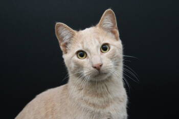 Rescue Domestic Short Hair Cats for Adoption in Martensdale, Iowa - Mike Wazowski | PetCurious