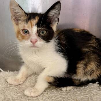 Sophie -  Domestic Short Hair Cat for Adoption in Oakland, California - Sophie | PetCurious