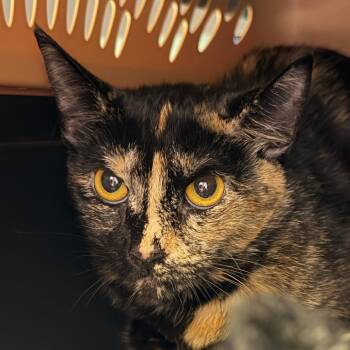 Ya Ya -  Domestic Short Hair Cat Available for Adoption in Keizer, Oregon - Ya Ya | PetCurious