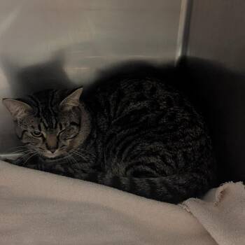 Domestic Short Hair Cats Available for Adoption in Bristol, Indiana - Wilbur | PetCurious