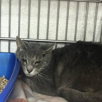 Domestic Short Hair Cats Available for Adoption in Idaho Falls, Idaho - SRAS-Stray-31384 | PetCurious