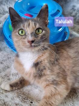 Domestic Medium Hair and Dilute Calico Cats Available for Adoption in Yorba Linda, California - Talulah | PetCurious