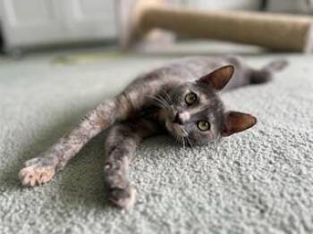 Galila -  Dilute Tortoiseshell Cat for Adoption in Parlier, California - Galila | PetCurious