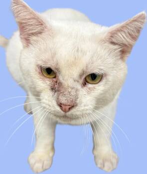 Rescue Domestic Short Hair Cats for Adoption in New Castle, Indiana - Jack Frost | PetCurious
