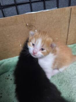 Giles -  Tabby Cat for Adoption in Grand Junction, Colorado - Giles | PetCurious