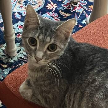 Miette -  Domestic Short Hair Cat for Adoption in Reisterstown, Maryland - Miette | PetCurious