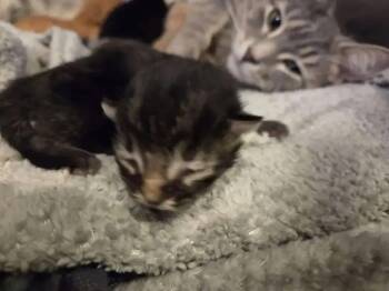 Domestic Short Hair Cats Available for Adoption in Wyoming, Michigan - Thalia | PetCurious