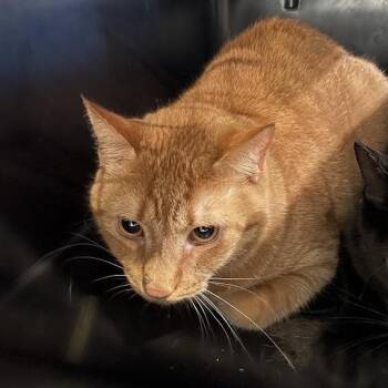 Milo -  Domestic Short Hair Cat for Adoption in Port Charlotte, Florida - Milo | PetCurious
