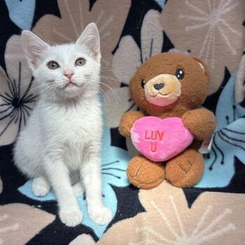 MOMO -  Domestic Short Hair Cat for Adoption in Rancho Cucamonga, California - MOMO | PetCurious