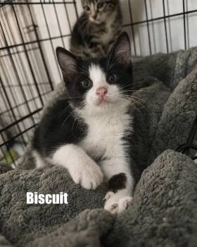 American Shorthair Cats Available for Adoption in Paulina, Louisiana - Biscuit | PetCurious