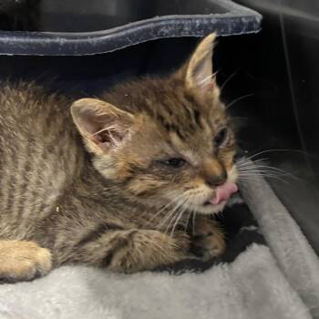 Neapolitan -  Domestic Short Hair Cat for Adoption in Fairmont, West Virginia - Neapolitan | PetCurious