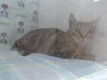 Domestic Short Hair Cats Available for Adoption in Orlando, Florida - PANCAKE | PetCurious