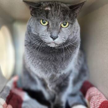 Alice -  Domestic Short Hair Cat for Adoption in Reno, Nevada - Alice | PetCurious