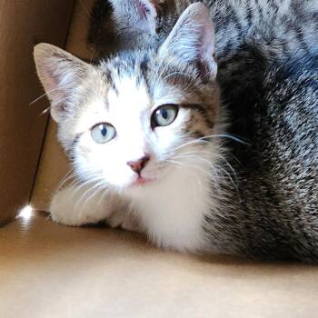 Jalapeno Popper -  Domestic Short Hair Cat for Adoption in Greensboro, North Carolina - Jalapeno Popper | PetCurious
