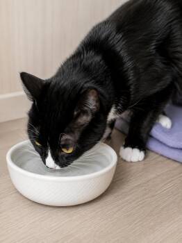 Nico -  Tuxedo Cat for Adoption in Plano, Texas - Nico | PetCurious