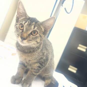 Rue -  Domestic Short Hair Cat for Adoption in Lake Panasoffkee, Florida - Rue | PetCurious