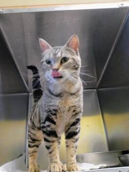 Domestic Short Hair Cats Available for Adoption in Beatrice, Nebraska - Mermaid | PetCurious