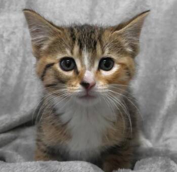 Domestic Short Hair Cats Available for Adoption in Thief River Falls, Minnesota - Wren | PetCurious