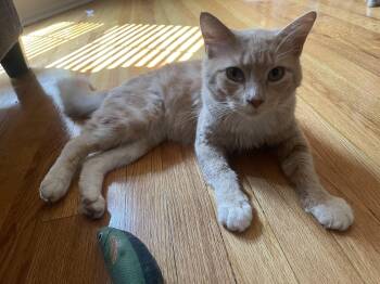 Pierre Jr. -  Domestic Medium Hair Cat for Adoption in Nutley, New Jersey - Pierre Jr. | PetCurious