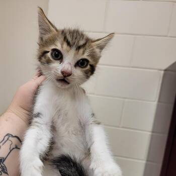 Bronco -  Domestic Short Hair Cat for Adoption in Lake Panasoffkee, Florida - Bronco | PetCurious