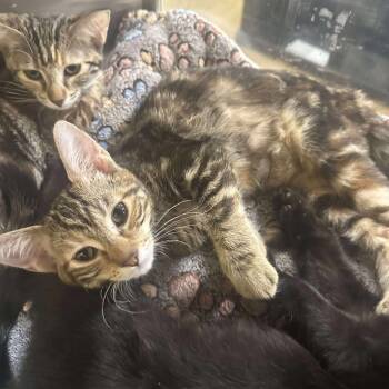 Rescue Domestic Short Hair Cats for Adoption in Hemet, California - Sugar | PetCurious