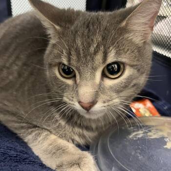 Domestic Short Hair Cats Available for Adoption in Oak Park, Illinois - Mini Muffin | PetCurious