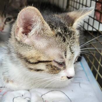 Domestic Short Hair Cats Available for Adoption in San Antonio, Texas - FRANK | PetCurious