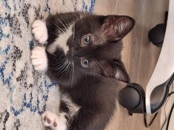 Domestic Short Hair Cats Available for Adoption in Fruit Heights, Utah - Rhaegal | PetCurious