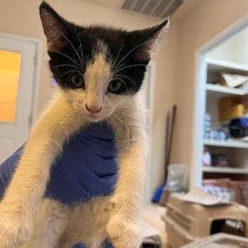 Nectar -  Domestic Short Hair Cat for Adoption in Kanab, Utah - Nectar | PetCurious