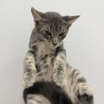 Mars -  Domestic Short Hair Cat for Adoption in Redwood City, California - Mars | PetCurious