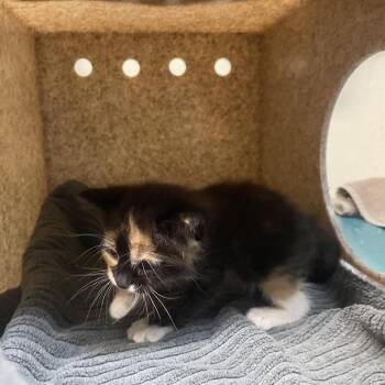 Lizzy -  Domestic Short Hair Cat for Adoption in Pasadena, California - Lizzy | PetCurious