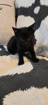 Maverick -  Domestic Short Hair Cat for Adoption in Valhalla, New York - Maverick | PetCurious