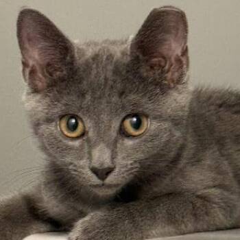 Dusty -  Domestic Short Hair Cat for Adoption in Sandy Springs, Georgia - Dusty | PetCurious