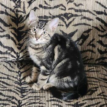 Rescue Tabby Cats for Adoption in Woodinville, Washington - Thomas | PetCurious