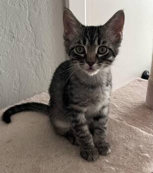 Rescue Domestic Short Hair Cats for Adoption in Tulsa, Oklahoma - Nick | PetCurious