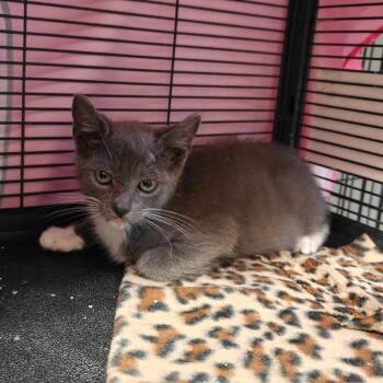 Domestic Medium Hair Cats Available for Adoption in New Orleans, Louisiana - Lee | PetCurious