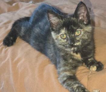 LOLLY -  Domestic Short Hair Cat for Adoption in Sacramento, California - LOLLY | PetCurious