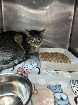 Rescue Domestic Short Hair Cats for Adoption in El Paso, Texas - LaBarbara | PetCurious