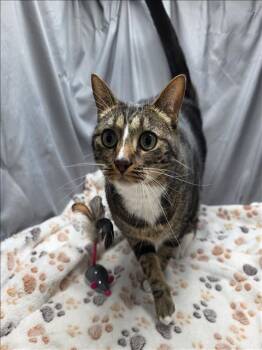 Rescue Domestic Short Hair Cats for Adoption in Grovetown, Georgia - RALPHIE | PetCurious