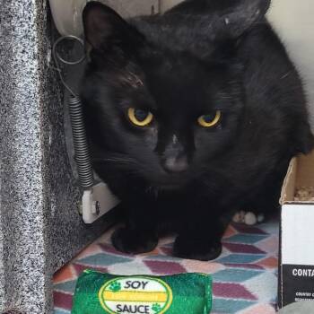 Domestic Short Hair Cats Available for Adoption in Vineland, New Jersey - Tyson C. Nugget | PetCurious