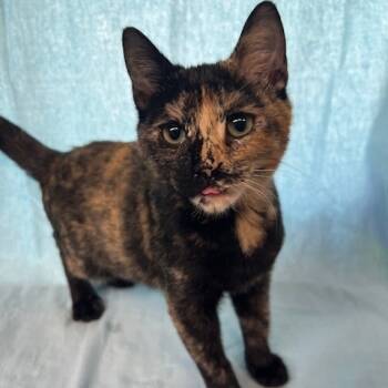Rescue Domestic Short Hair Cats for Adoption in Lake Panasoffkee, Florida - Sophia | PetCurious