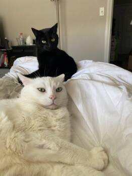 Domestic Short Hair Cats Available for Adoption in Derry, New Hampshire - Lucy | PetCurious