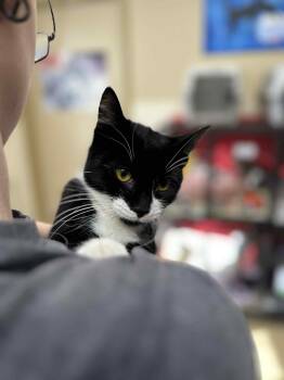 Rescue Tuxedo Cats for Adoption in Myerstown, Pennsylvania - Slingshot | PetCurious