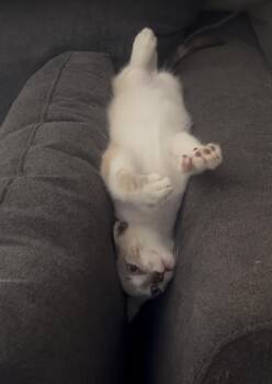 Rescue Siamese Cats for Adoption in Manhattan Beach, California - Suzette Poly And Orange Buttons!! | PetCurious