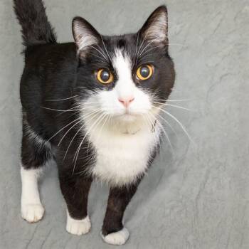 KISSIFER -  Domestic Short Hair Cat for Adoption in St. Louis, Missouri - KISSIFER | PetCurious