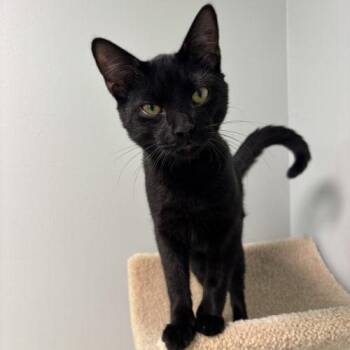 Jet -  Domestic Short Hair Cat for Adoption in Kenosha, Wisconsin - Jet | PetCurious