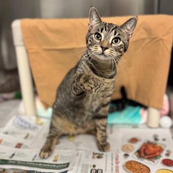 Domestic Short Hair Cats Available for Adoption - Thalia | PetCurious